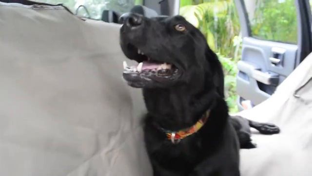 Автогамак для собак на заднее сиденье PetSafe Happy Ride / Solvit Sta-Put смотреть онлайн