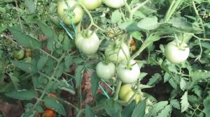 Томат Благовест надежный урожайный гибрид для теплицы. Обзор сортов томатов