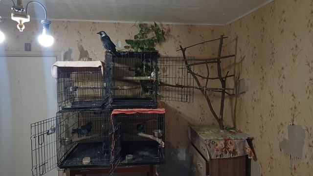 Галка и голуби. СКРЫТАЯ КАМЕРА смотреть онлайн