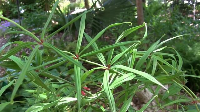 Gardening Unplugged - Solomon's Seal in the Garden w/ Tony Avent смотреть онлайн