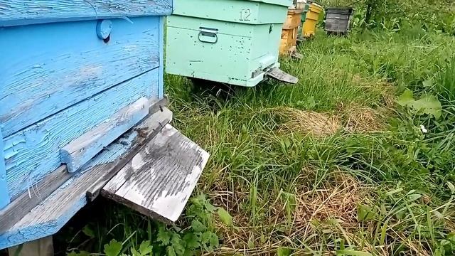 24.07.2023 г. Мёда пока маловато. смотреть онлайн
