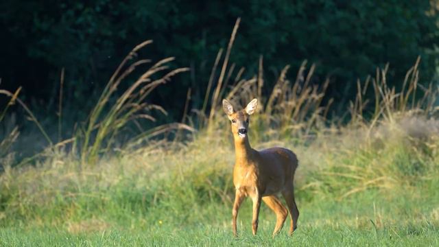 Так интересно кричит косуля.