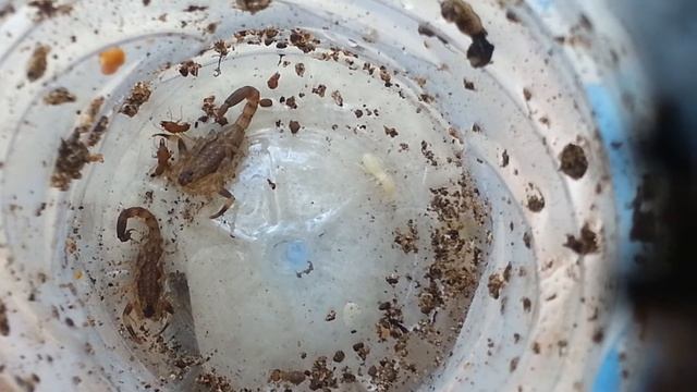 Два скорпиона против 4 термитов смотреть онлайн