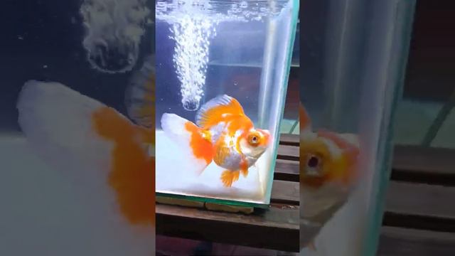 IKAN MAS KOKI DEMEKIN RED AND WHITE смотреть онлайн