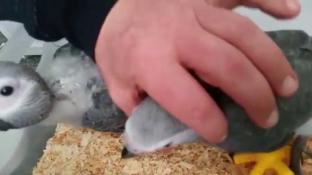 Жако. часть 2. (53 и 55 дней). Содержание и уход. Отличия самца от самки. часть 2