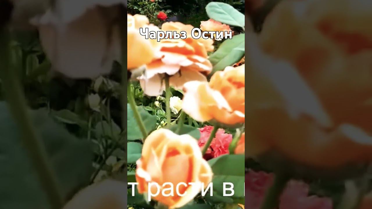 Чарльз Остин смотреть онлайн