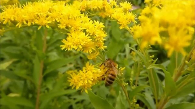 15 июля Открывается Неземной канал. . Одно действие в Доме наполнит дом счастьем. Лунный календарь смотреть онлайн