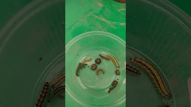 гусеницы смотреть онлайн