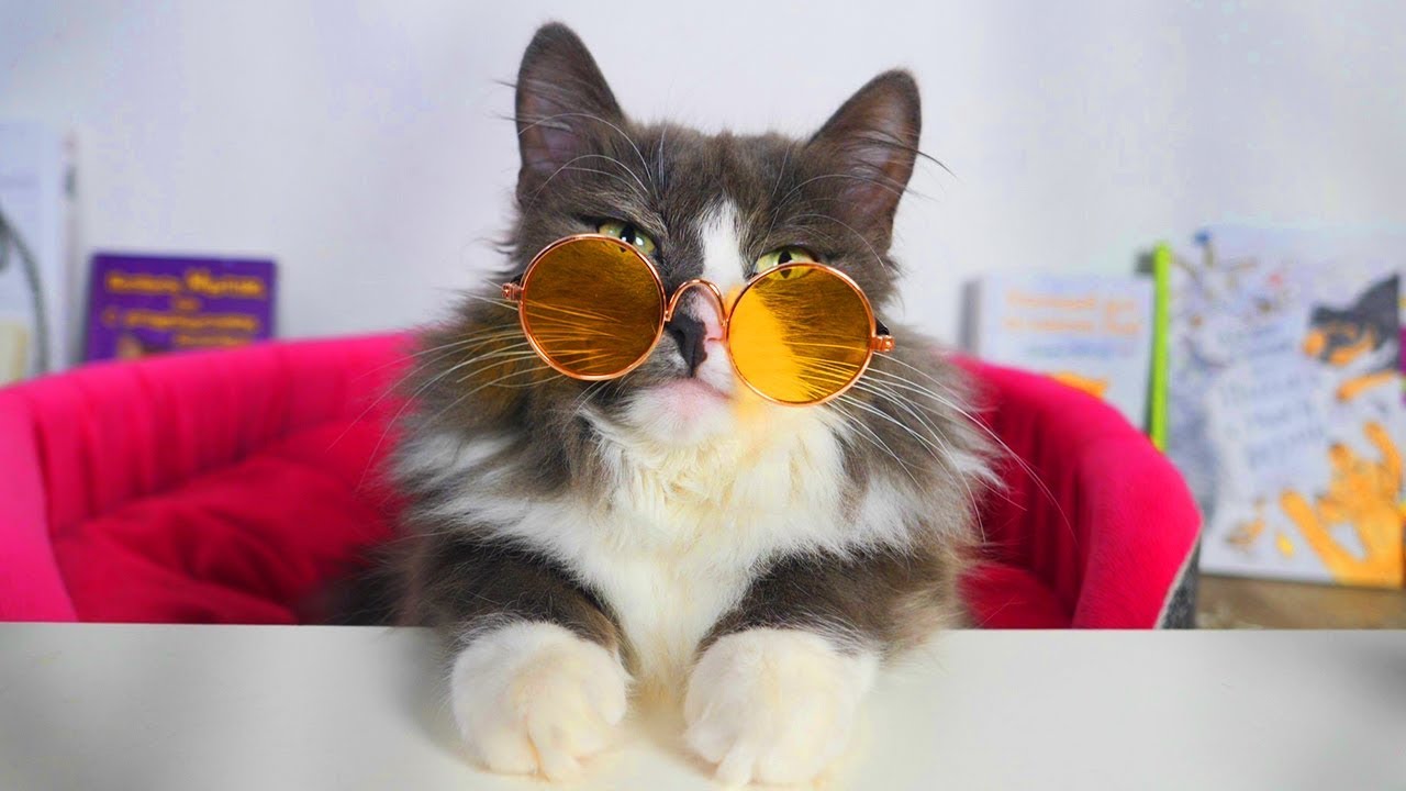 ШКОЛА КОТОВ И СОБАК. ВОЛШЕБНЫЕ ПИТОМЦЫ.