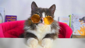 ШКОЛА КОТОВ И СОБАК. ВОЛШЕБНЫЕ ПИТОМЦЫ.