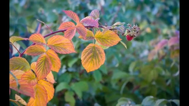 КАК ПРАВИЛЬНО САДИТЬ И УДОБРЯТЬ МАЛИНУ) смотреть онлайн