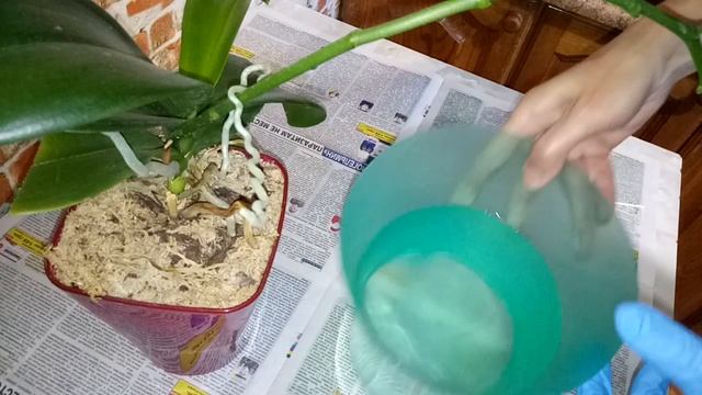 Почвенные грибы в субстрате орхидеи . Как избавиться . смотреть онлайн