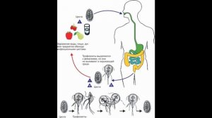 Лямблия. Морфология, цикл, пути заражения, диагностика и меры профилактики. Экзамен Биология