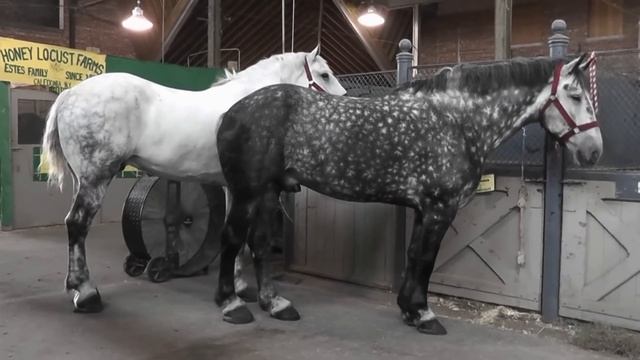 кони в яблоках \ Horses