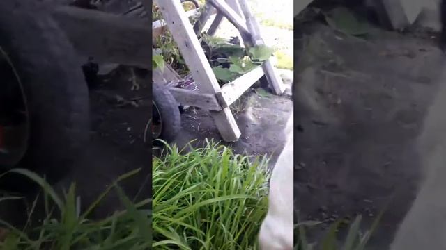 Сорняк пырей едят даже собаки смотреть онлайн