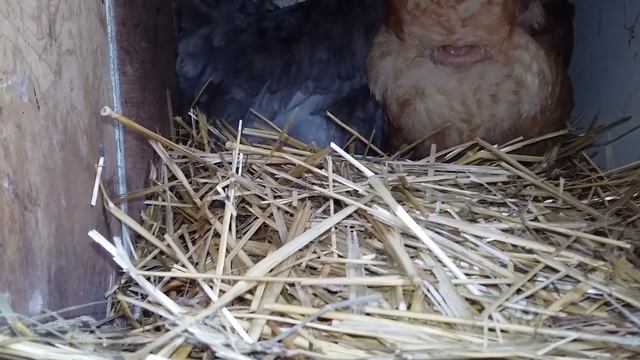 Как бованс браун несет яйца смотреть онлайн