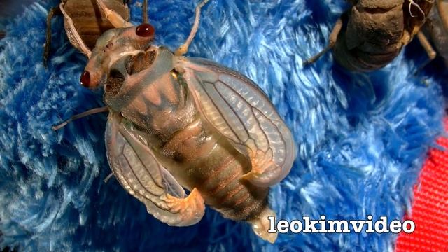 Cicada Rescue Mysterious Life Of Cicadas Warning VERY LOUD смотреть онлайн