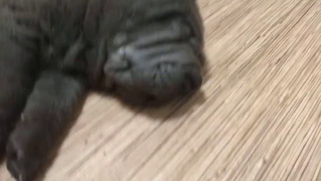 Щенок шарпея храп(сем)