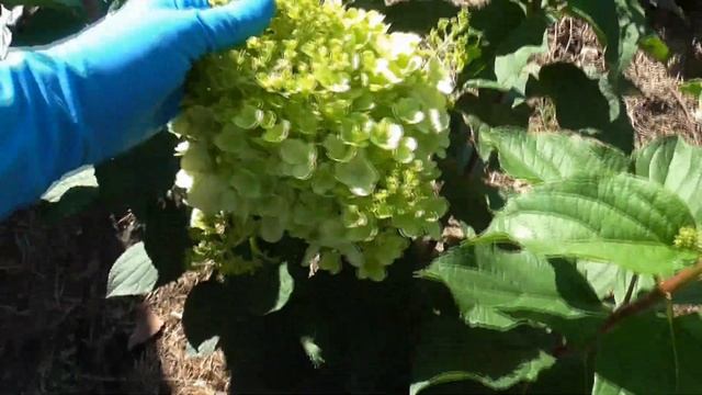 МОИ ГОРТЕНЗИИ. Посадка - весна 23г. смотреть онлайн