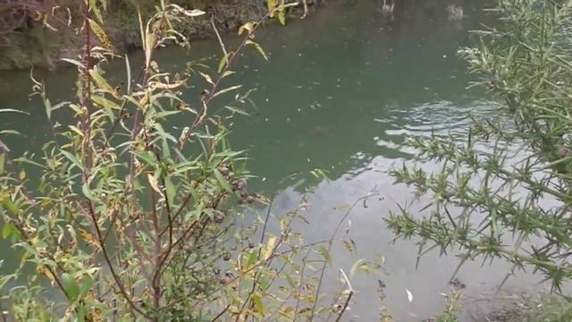 Southland fly fishing adventures... смотреть онлайн