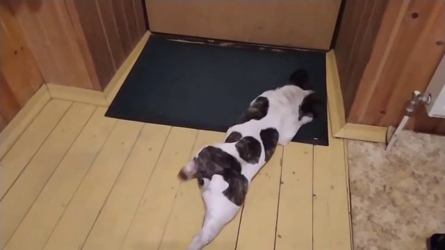 Перевод с собачьего на человеческий язык смотреть онлайн