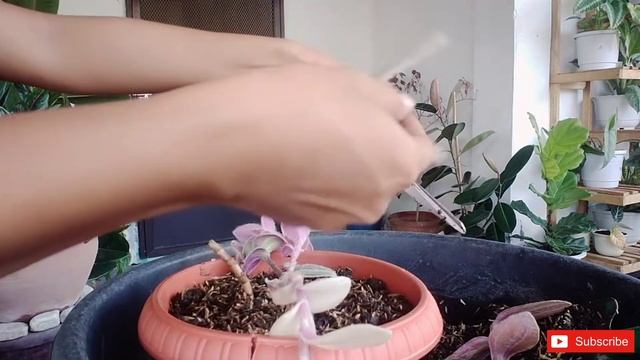 Tradescantia Sillamontana Variegated | And Purple Heart | Para Sa Kubo смотреть онлайн