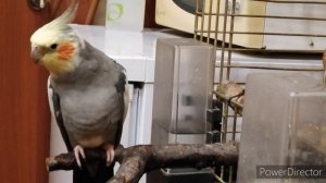 ПОПУГАЙ КОРЕЛЛА АРЧИ ПОЕТ И ГОВОРИТ, ЭТО ЧУДО