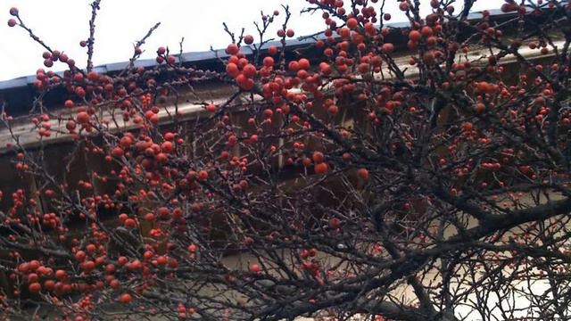 WinterBerry смотреть онлайн