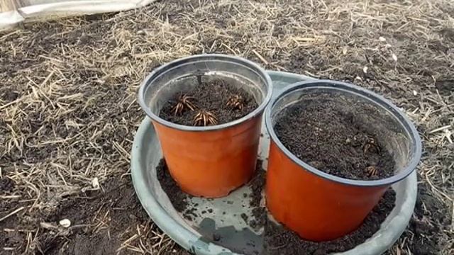 Посадка лютиков смотреть онлайн