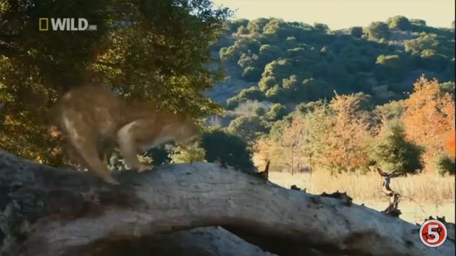 5 НЕВЕРОЯТНЫХ ВЫМЕРШИХ ЧУДОВИЩ смотреть онлайн