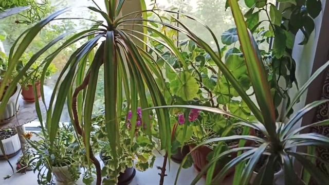 Много комнатных растений в доме - хорошо это или не очень? Размышления цветоголика со стажем смотреть онлайн