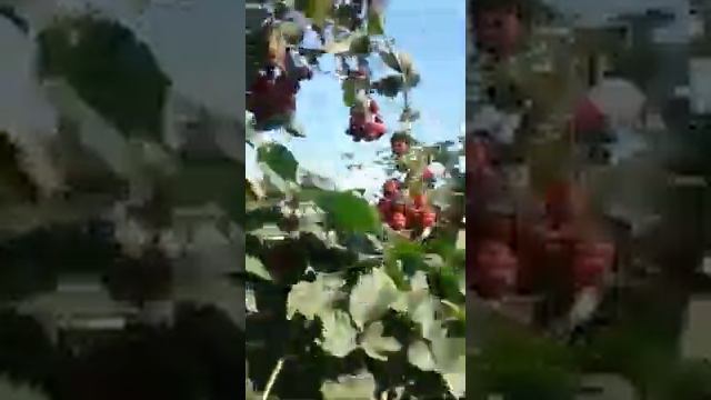 Ежемалина смотреть онлайн