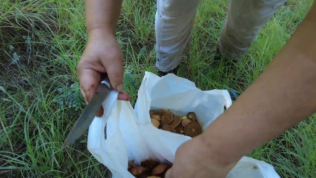 Одещина. Серпень. Грибів-маслят - море!!! (Неймовірна кількість) смотреть онлайн