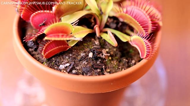 Venus Flytrap Cultivar 90 Day Update: SD Kronos - How Much Has It Grown? смотреть онлайн