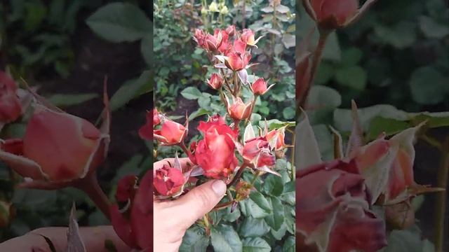 Роза Ред Интуишн. смотреть онлайн