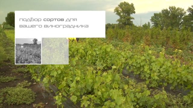 Питомник Немцево. Производственные мощности питомника. смотреть онлайн
