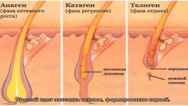 Как растут волосы на голове и что такое фазы роста волос это важно знать всем смотреть онлайн