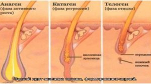Как растут волосы на голове и что такое фазы роста волос это важно знать всем