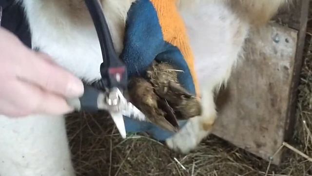 Стрижка запущенных копыт козам