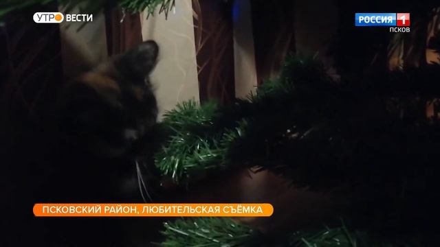 Новогодние елки привлекают внимание домашних питомцев смотреть онлайн
