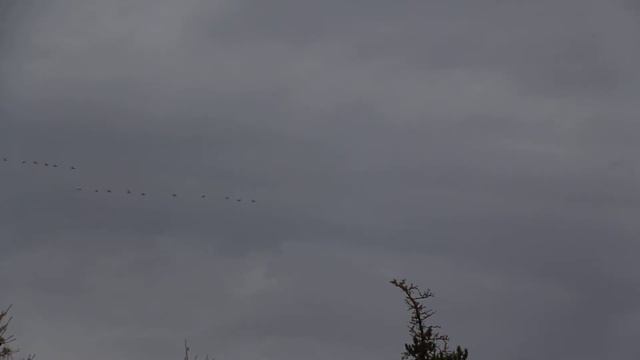 Осеннее токование тетеревов смотреть онлайн