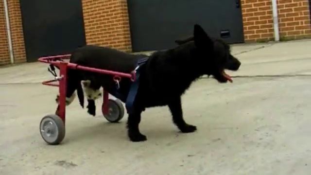 коляска протез для парализованых собак смотреть онлайн