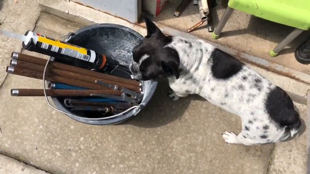 Французские бульдоги слушают историю про ведро... смотреть онлайн