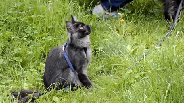 Котята мейн-кун 4 месяца гуляют на природе смотреть онлайн