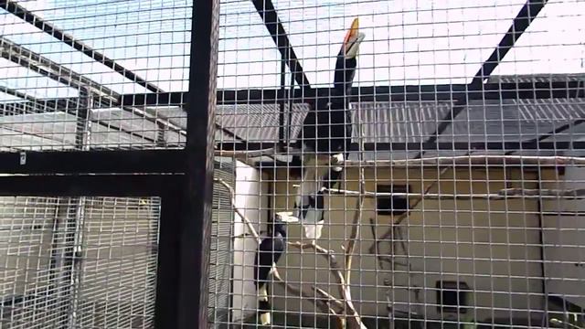 Кричащий гомран смотреть онлайн