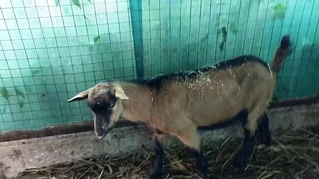 Козы альпийские и чешские?Вонючий Козёл смотреть онлайн