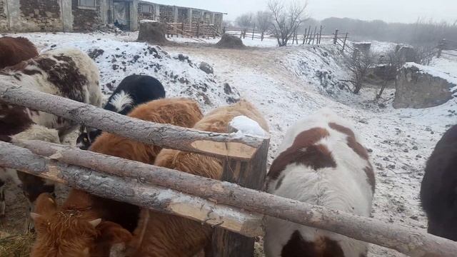 Беспривязное содержание бычков и их кормление сосновыми ветками ПОЛЕЗНЫЕ СВОЙСТА смотреть онлайн