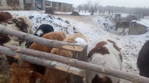 Беспривязное содержание бычков и их кормление сосновыми ветками ПОЛЕЗНЫЕ СВОЙСТА