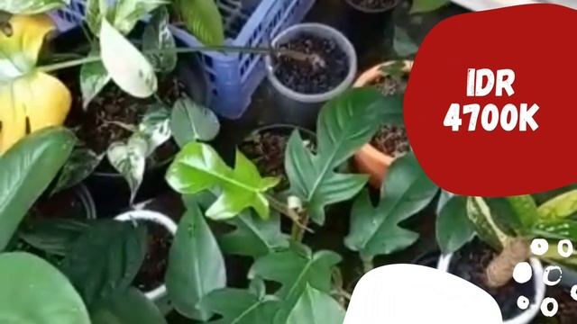 Update Harga Homalomena Rubescens Variegata