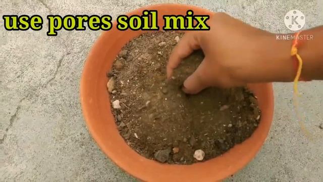 How To Grow Variegated Hibiscus Form Cutting.. Best Tips .. 100% Successful// Result.  #shorts